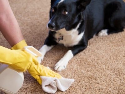 cleaning-pet-stain-carpet cleaning-pet-stain-carpet